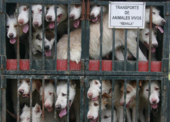 EQUO exige mayor control a la importación de cachorros de perros y gatos