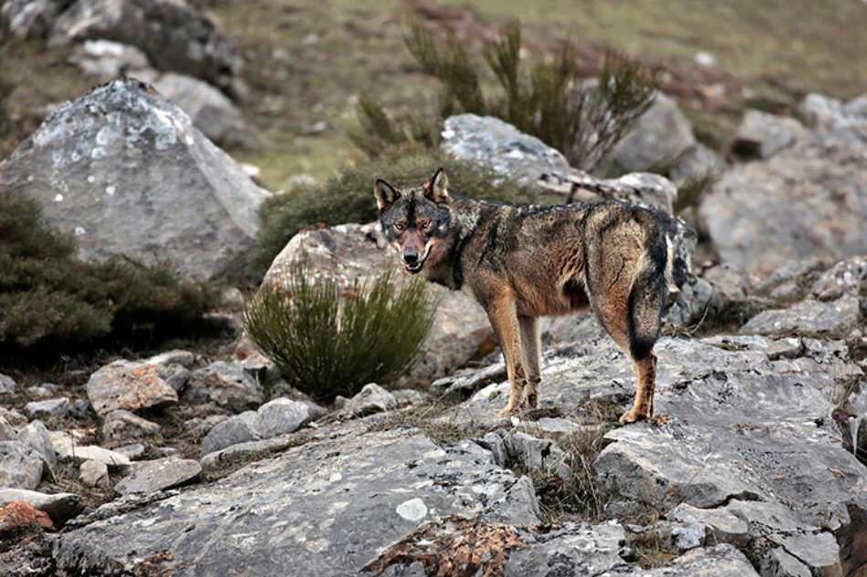 Las organizaciones ecologistas rechazan la Proposición de Ley presentada por el PP para desproteger y cazar al lobo ibérico