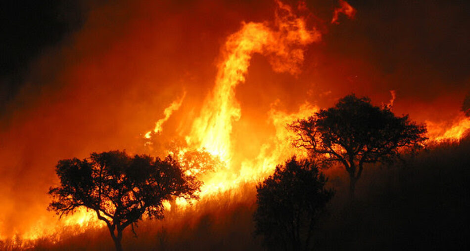 Greenpeace demanda un mayor esfuerzo en la persecución de los incendiarios que queman el bosque