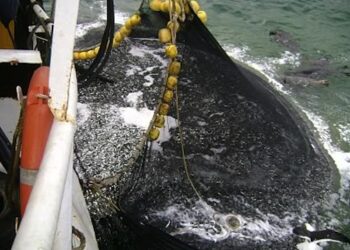 Organizaciones ambientales de España y Portugal expresan su preocupación ante el estado del stock de sardina ibérica y exigen respeto a los consejos científicos