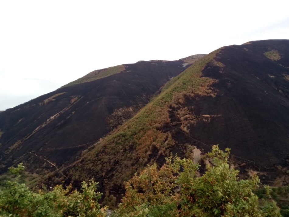 Asturias: ecologistas piden que se vede a la caza las áreas del Suroccidente quemado