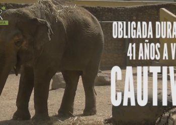 La elefanta más triste del mundo vive en Córdoba