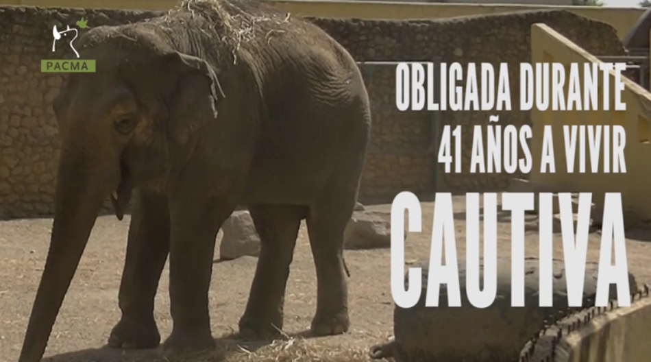 La elefanta más triste del mundo vive en Córdoba