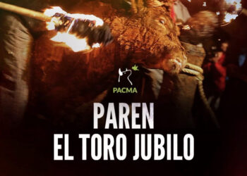 PACMA exige al Ayuntamiento de Medinaceli que paralice el festejo del Toro Jubilo