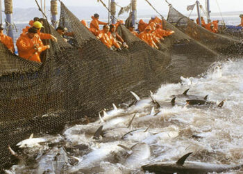 Los ministros de pesca de la UE juegan con el futuro de la pesca a puerta cerrada