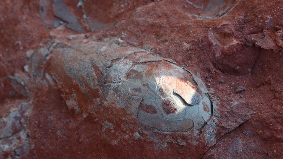 Encuentran en China un ‘nido’ de huevos de dinosaurio de 130 millones de años