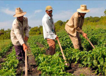 Bolivia. Un balance de la política alimentaria al 2017