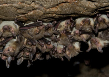 EQUO exige al Gobierno que cumpla su compromiso con el Convenio Europeo sobre murciélagos