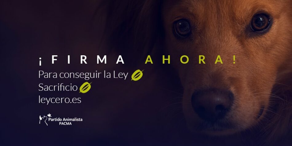 ¿Los animales no son cosas? En qué consiste exactamente la modificación del Código Civil