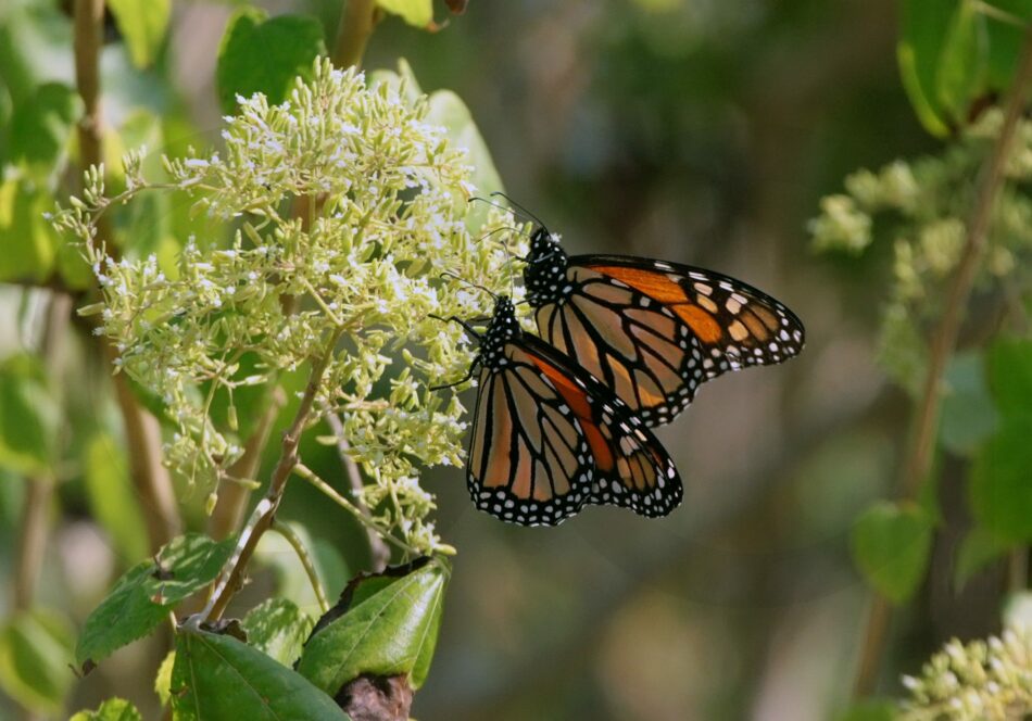 El cambio climático está afectando a las poblaciones de mariposas españolas