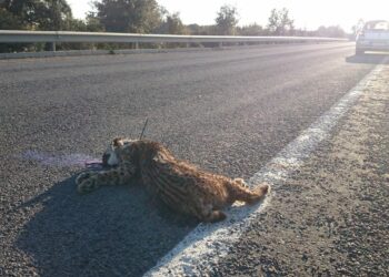 34 linces ibéricos murieron en 2017 por atropellos, furtivismo y otras causas no naturales