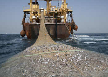 EQUO considera que el acuerdo europeo sobre pesca tendrá un impacto negativo en las poblaciones