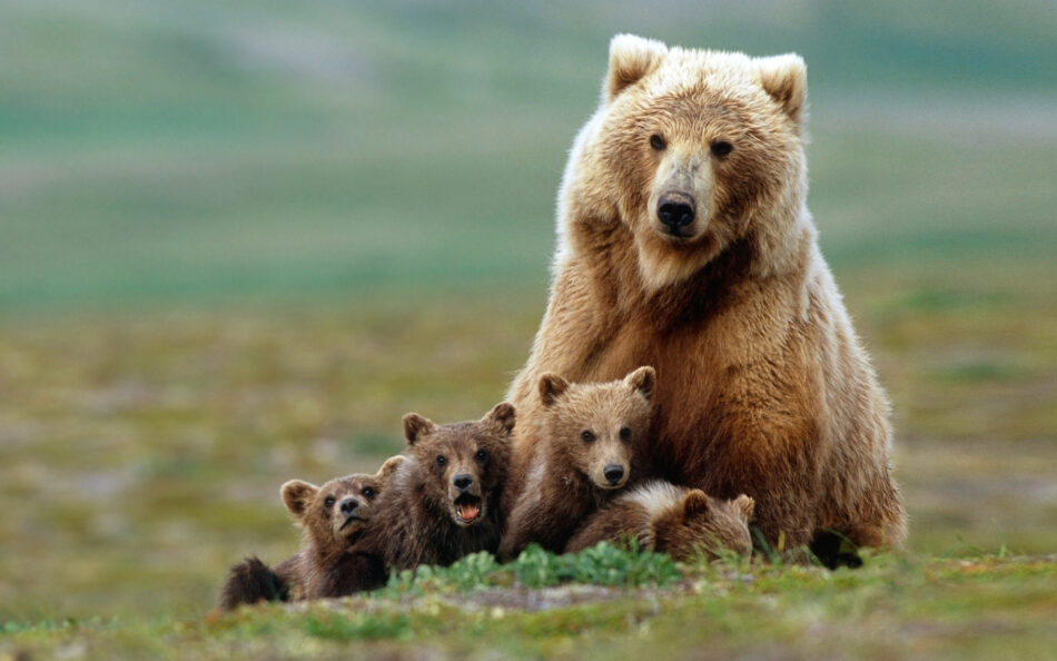 Celebran la unanimidad política para dejar de considerar ‘cosas’ a los animales