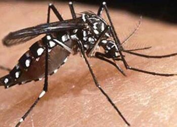 India cierra 2017 con alta cifra de dengue, malaria y chikungunya