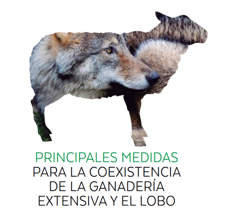 Vivir con lobos: la coexistencia entre el lobo y la ganadería extensiva es posible