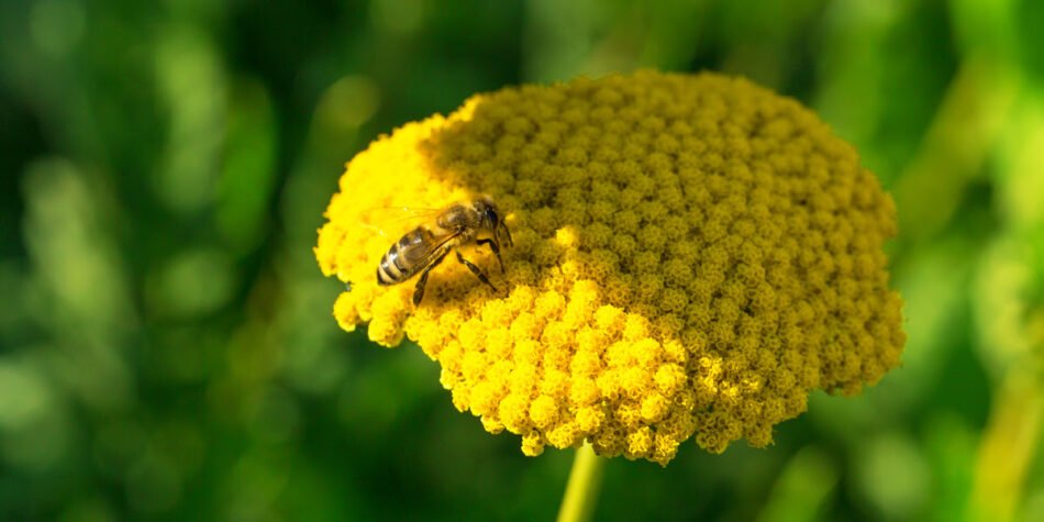 80 organizaciones europeas exigen la prohibición total de los insecticidas dañinos para las abejas