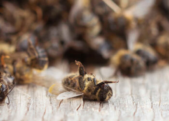 Los neonicotinoides son peligrosos para las abejas incluso cuando se utilizan en invernaderos