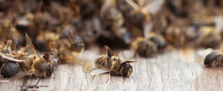 Los neonicotinoides son peligrosos para las abejas incluso cuando se utilizan en invernaderos