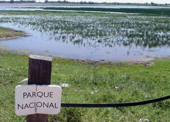 Alianza Verde pide al Gobierno reforzar las inspecciones en Doñana y su entorno para impedir el uso de productos tóxicos que contaminan sus aguas