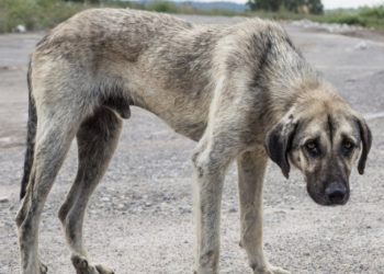 AENA en el Aeropuerto de Madrid/Barajas PROHIBE alimentar a animales que están ya en el recinto para que mueran de inanición