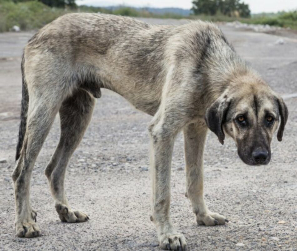 AENA en el Aeropuerto de Madrid/Barajas PROHIBE alimentar a animales que están ya en el recinto para que mueran de inanición