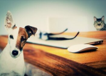 EQUO ratifica su firme compromiso con los derechos de los animales