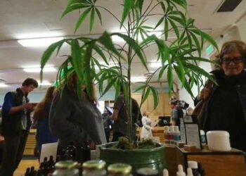 Largas filas en California por primer día de venta legal de marihuana recreativa