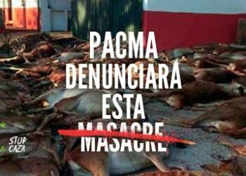 PACMA denuncia a la Junta de Andalucía y a España ante la Comisión Europea por la masacre de ciervos y muflones de Huelva