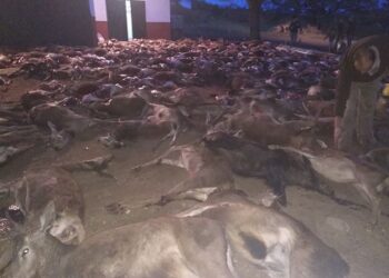 Exterminio de ciervos y de muflones en la finca Jarrama