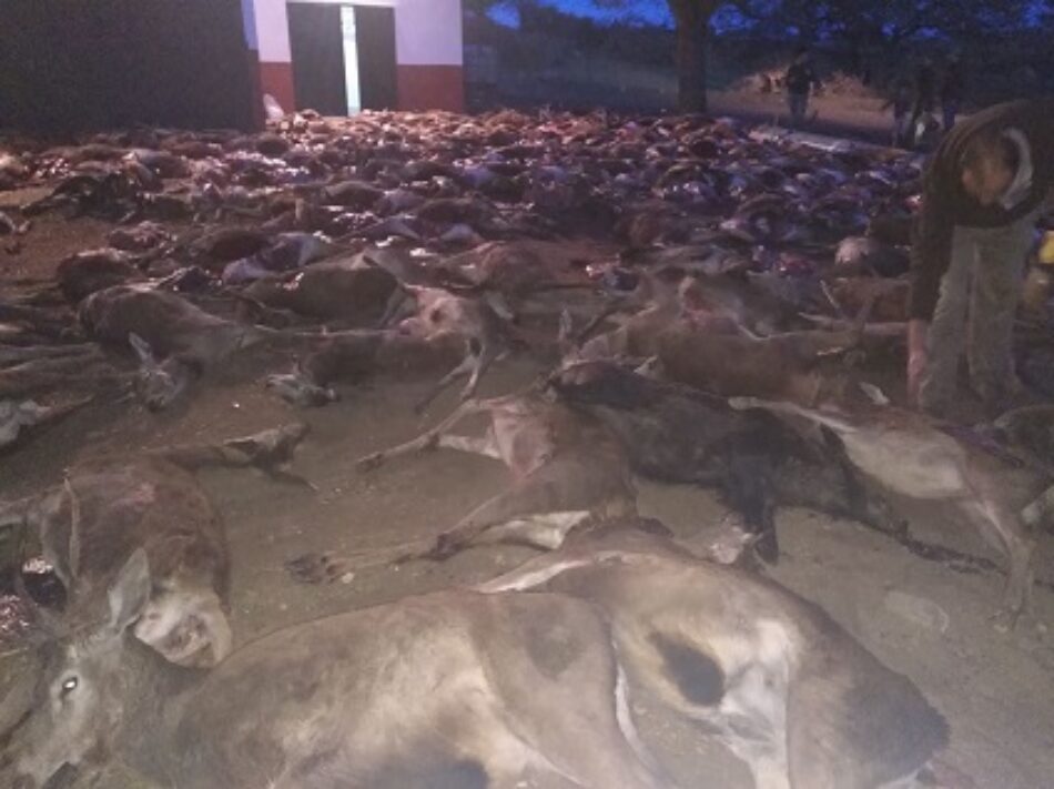 Exterminio de ciervos y de muflones en la finca Jarrama