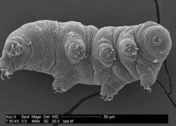 El tardígrado, único superviviente de  las 5 extinciones masivas en la Tierra, desde hace casi 500 millones de años