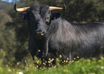 No habrá corridas de toros en Vitoria‑Gasteiz por segundo año consecutivo