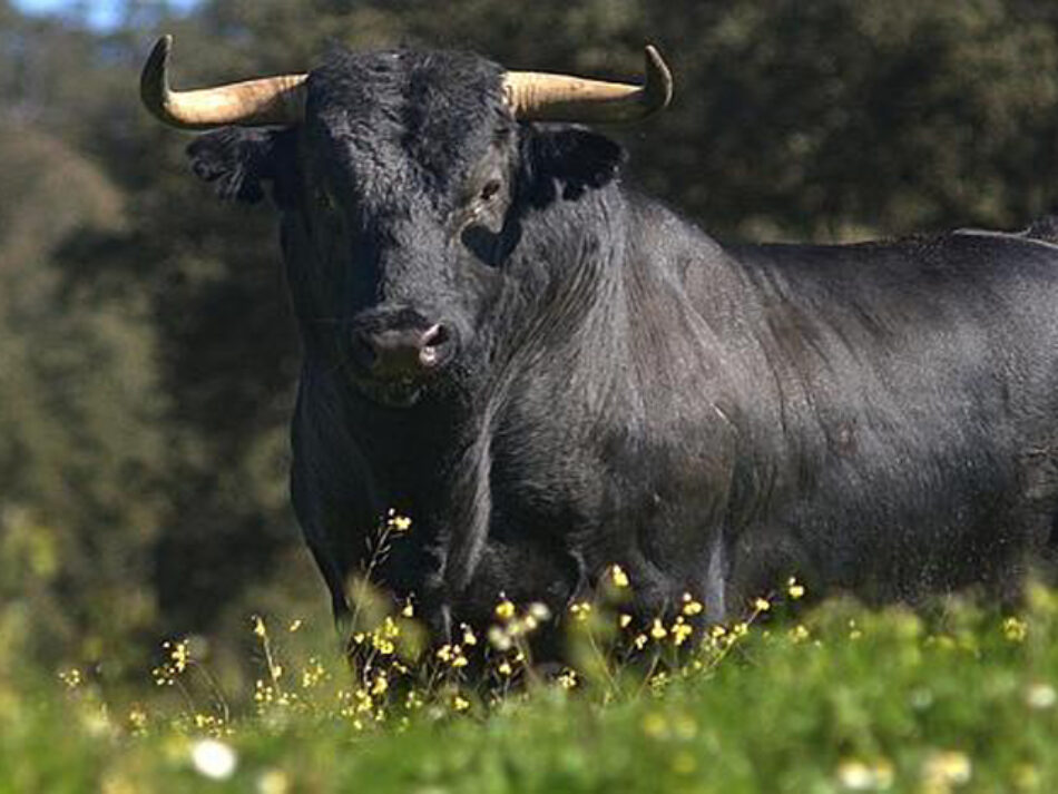 No habrá corridas de toros en Vitoria‑Gasteiz por segundo año consecutivo