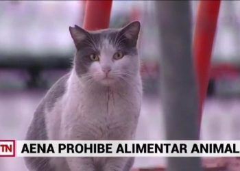 El Sindicato CSIF AENA/ENAIRE y la Protectora GFAM, Gestión Felina Aeroportuaria Madrid, piden una gestión ética a todos los animales del recinto aeroportuario