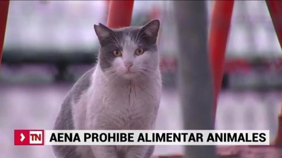 El Sindicato CSIF AENA/ENAIRE y la Protectora GFAM, Gestión Felina Aeroportuaria Madrid, piden una gestión ética a todos los animales del recinto aeroportuario