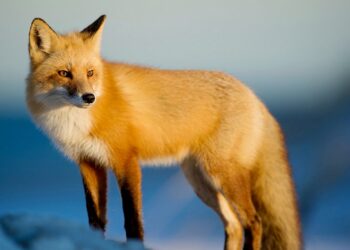 Una veintena de colectivos animalistas de Galicia recogen miles de firmas contra los campeonatos de caza del zorro