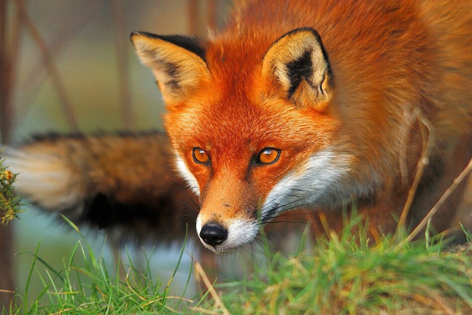 PACMA se moviliza para parar la caza del zorro en Galicia