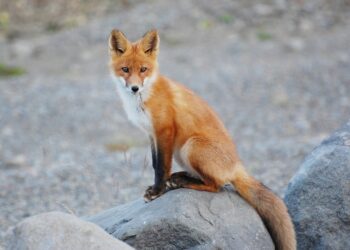 Entidades de la Costa da Morte se suman al masivo rechazo social a los campeonatos de caza del zorro