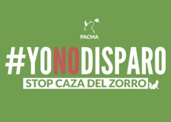 [VÍDEO]: PACMA documenta la polémica caza de zorros en Galicia
