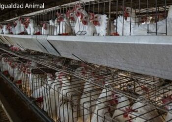 El Partido Animalista pedirá que se prohíba en España la venta de huevos de gallinas criadas en jaulas