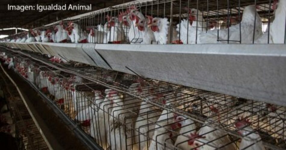 El Partido Animalista pedirá que se prohíba en España la venta de huevos de gallinas criadas en jaulas