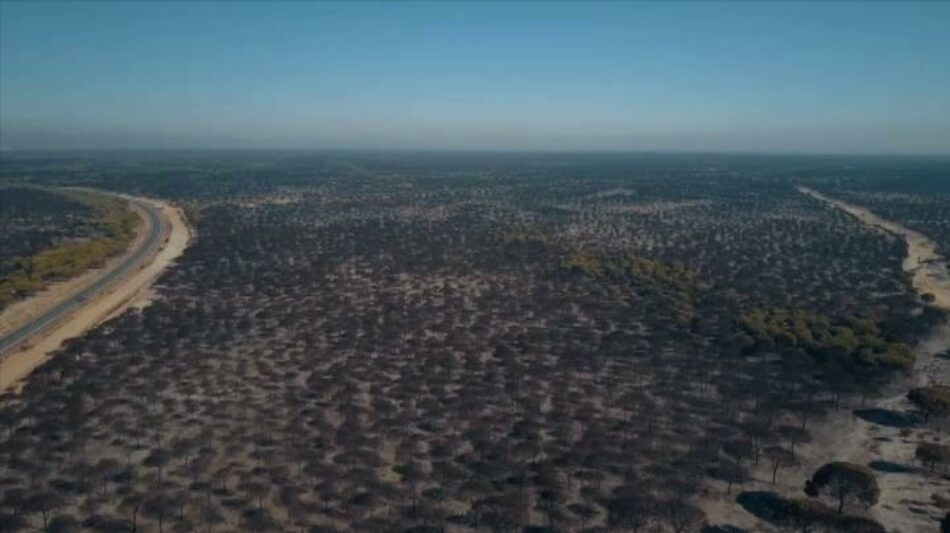 Tras el incendio… ¿Seguir reforestando en Doñana y su entorno?