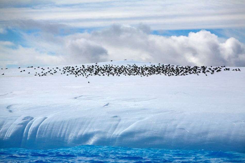 Unidos Podemos pedirá a España que apoye la creación de un santuario marino en aguas de la Antártida