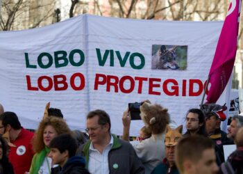 EQUO espera que un apoyo masivo a la manifestación por el lobo de este domingo “haga también a la Junta abrir los ojos”