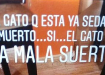 Mata a un gato centrifugándolo en la lavadora y lo comparte en Instagram