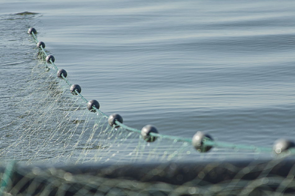 La Comisión Europea sobreestima el número de poblaciones que se pescan de forma sostenible