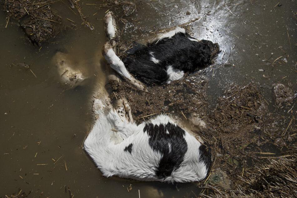 Animales con el agua al cuello, agonizando en granjas de Aragón