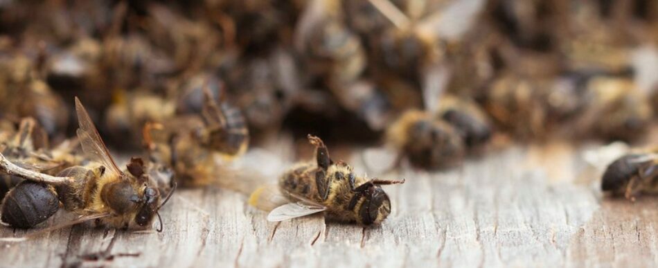 EQUO reclama a Tejerina que apoye las restricciones a los pesticidas que dañan a las abejas propuestas por la Comisión Europea