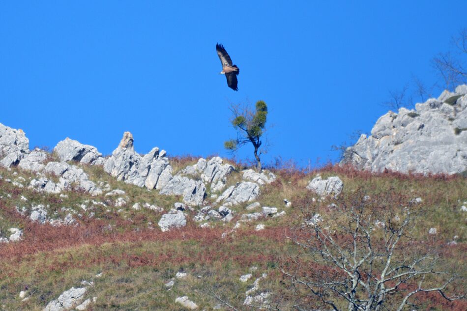 El grave problema del veneno en la naturaleza asturiana en el Oriente y en el Occidente