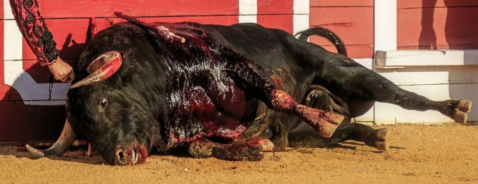 Estreno europeo del documental Bullfight: la lidia como nunca la habías visto